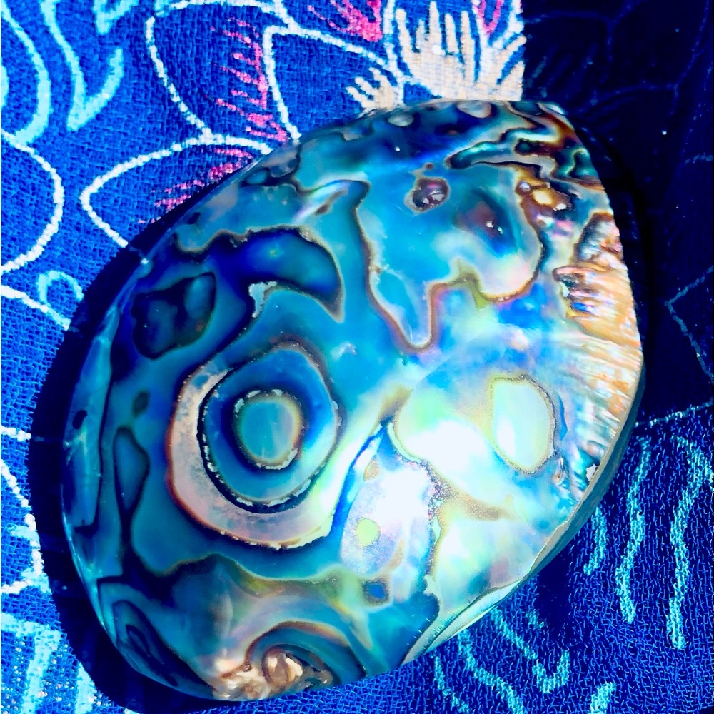 Beautiful Abalone Shell With Multiiridescent Hues… - image 2